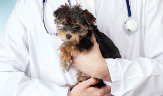 Aurora Biofarma al fianco dei veterinari per il benessere dei pet